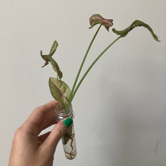 Rooted Neon Syngonium - Picture 1 of 3